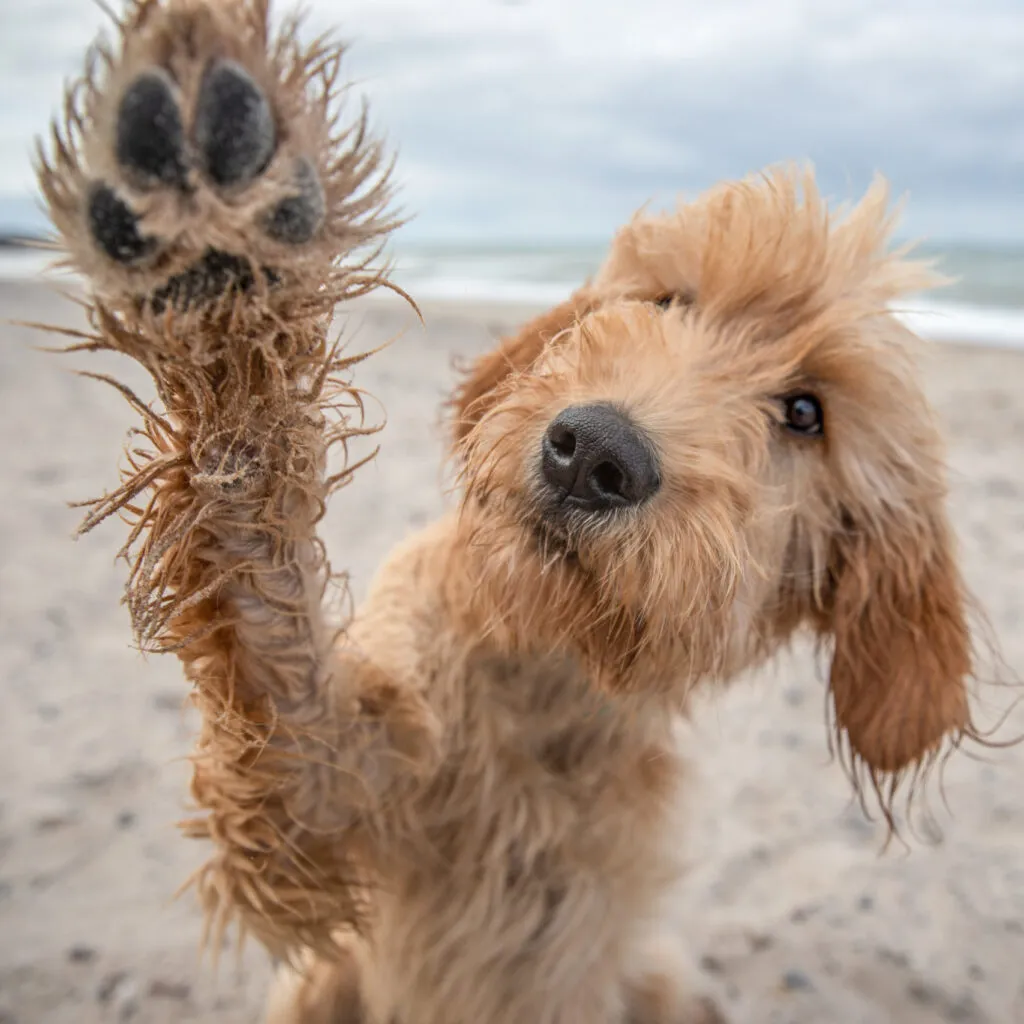 Ein flauschiger Hund mit zotteligem Fell sitzt an einem Sandstrand und streckt seine Pfote in Richtung Kamera. Im Hintergrund ist ein bewölkter Himmel zu sehen und man sieht das Meer.